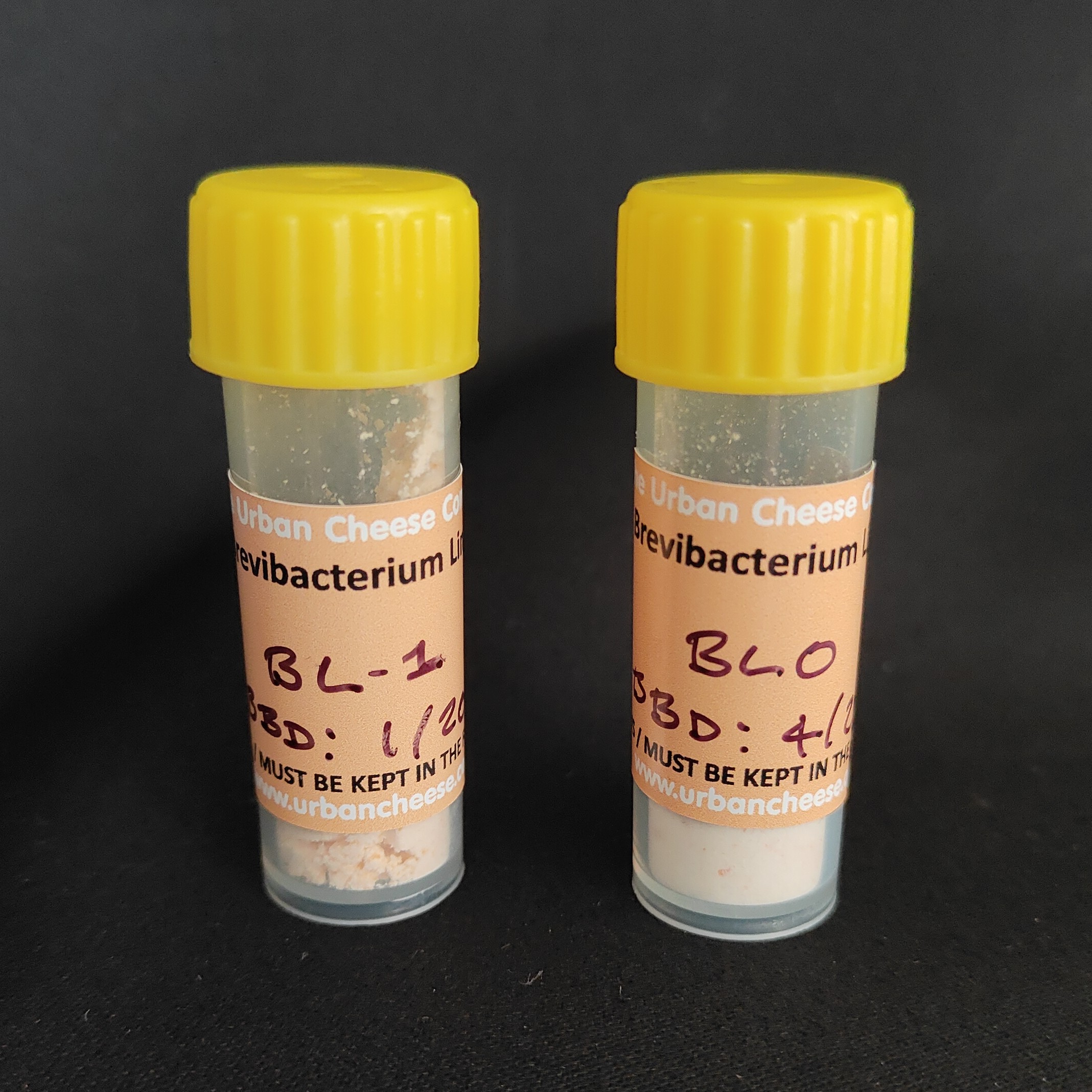 Brevibacterium linens